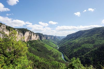 Point de vue Gorges du Tarn, Les Vignes