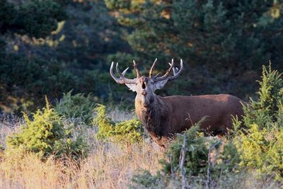 © Jean-Pierre Malafosse - Parc national des Cévennes