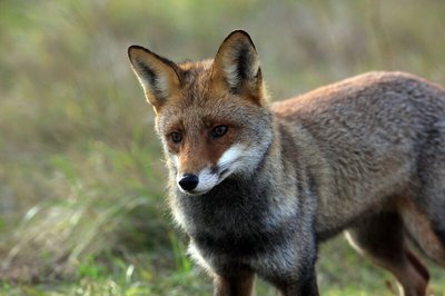 Renard roux