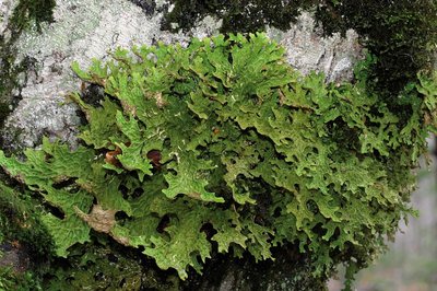 Lobaria