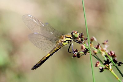 Sympétrum noir (Sympetrum danae)