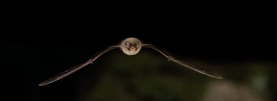 Minioptère de Schreibers