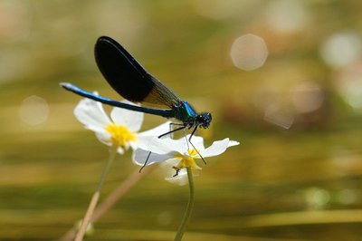 Demoiselle - calopteryx