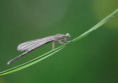 Agrion à larges pattes, pennipate