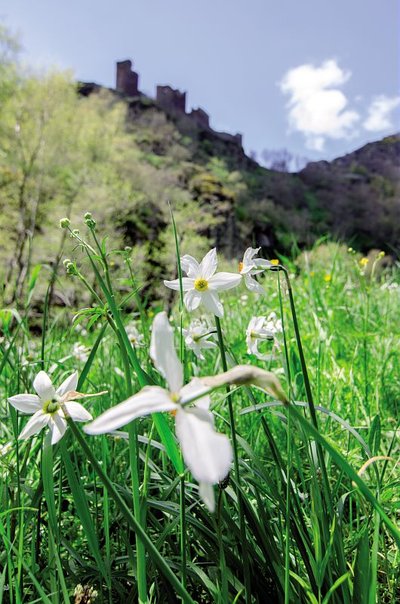 Narcisse des poètes (Narcissus poeticus) avec le château du Tournel en fond