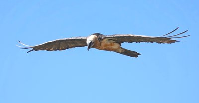 Gypaète Barbu