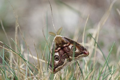 petit paon de nuit (saturnia pavonia)