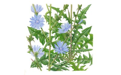 Barbuda (Cichorium Intybus)