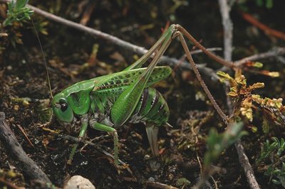 Dectique verrucivore  (Decticus verrucivorus)