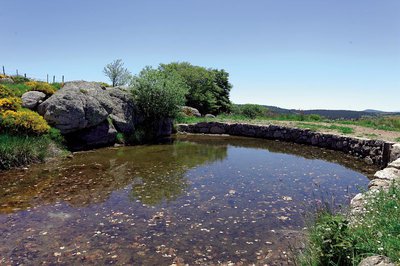 Gourgue de Mas Camargues