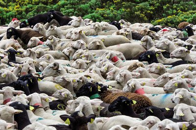 Transhumance, draille de l’Aubaret, Troupeau de Jean-Paul Hébrard 