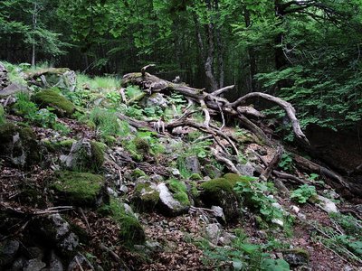 Forêt de l'Aigoual