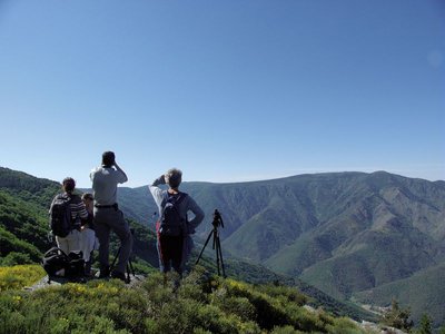 Formation mouflon, Aigoual, juin 2015