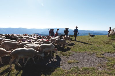 Passage de la transhumance au col de l'Asclié