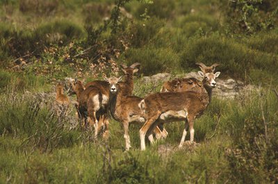 Groupes de femelles