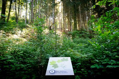 Forêt de Roquedols