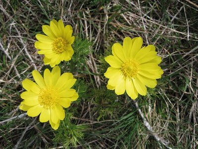 Adonis vernalis