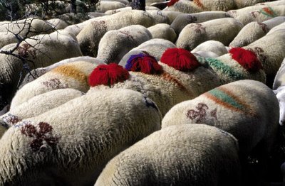 Transhumance