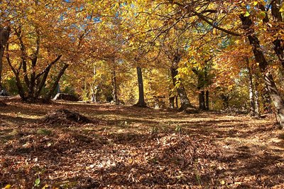 Châtaigneraie en Cévennes