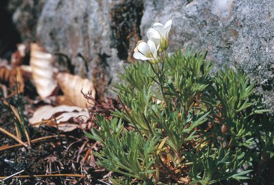 Saxifrage de Prost