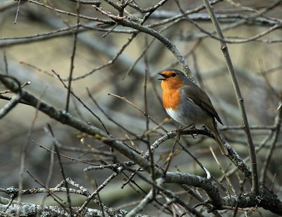 Rouge gorge