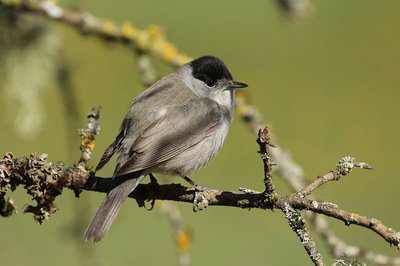 Fauvette à tête noire