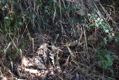 Lézard vert (femelle)