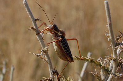 Ephippigère des Vignes