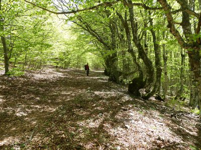 Forêt au Plo du Four