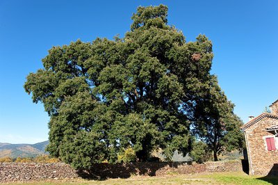 Chêne vert remarquable