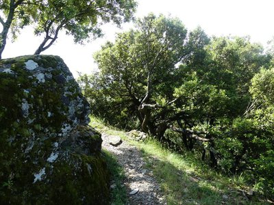 Montée dans les chênes verts