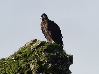 Le vautour moine