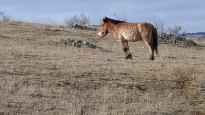 Cheval de Przewlaski