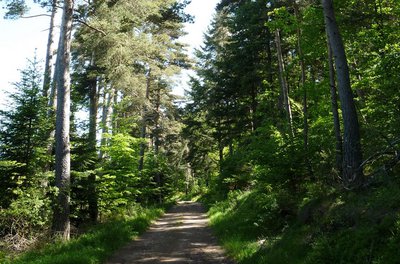 Chemin dans la forêt