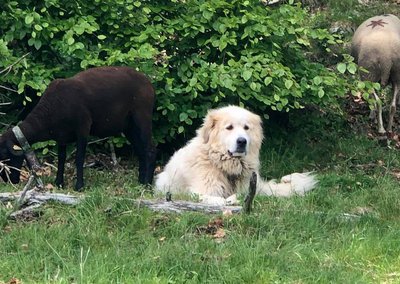 le gardien du troupeau : le Patou