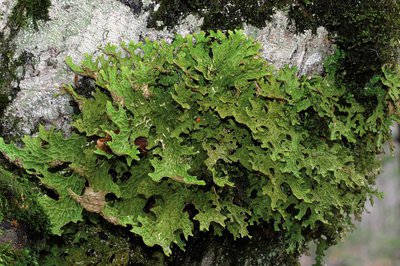 lobaria