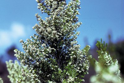 Bruyère arborescente : utilisée pour l'élevage des vers à soie