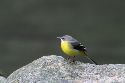 Bergeronnette des ruisseaux