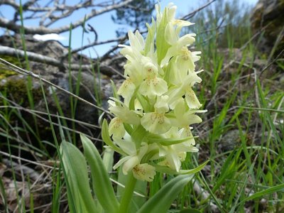 Orchis sureau