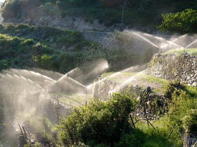Culture de l'oignon doux des Cévennes