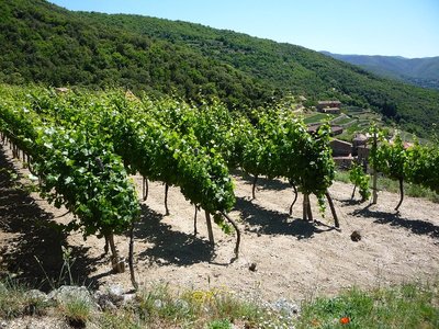 Les vignes
