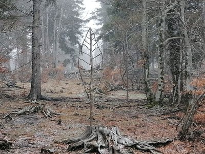 Arbre feuille (Alain Bernegger)