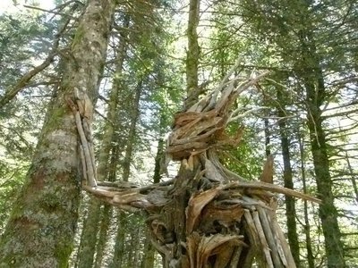 Gardien des bois (Raphaël Daynié)