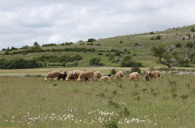 Brebis sur le causse Méjean