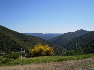 Le genêts à balai