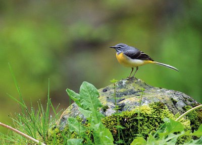 Bergeronnette des ruisseaux