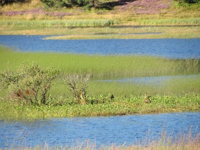 Etang de Barrandon