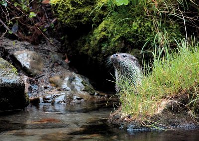 Loutre d'Europe