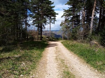 Forêt du Mas de l'Ayre