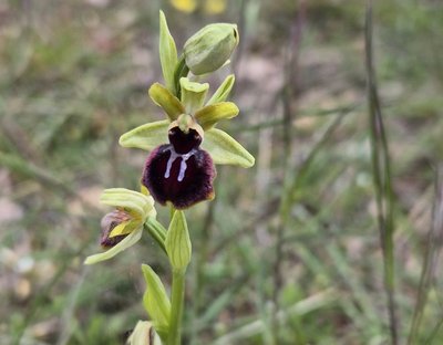Ophrys noir ou araignée